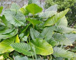 Image: P.B. Heenan © Landcare Research 2017 